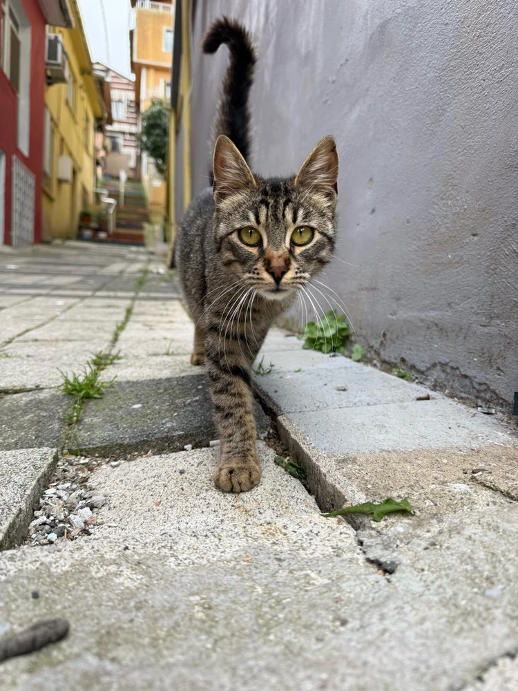 Image uploaded by levent