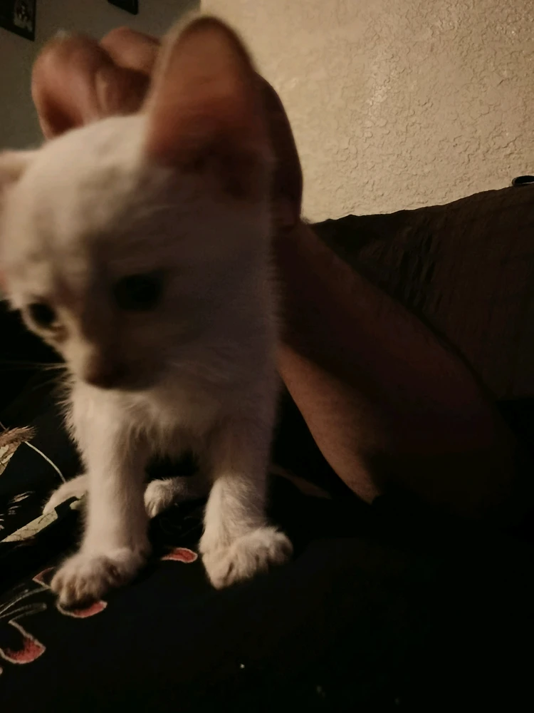 GIF subido por Daniel