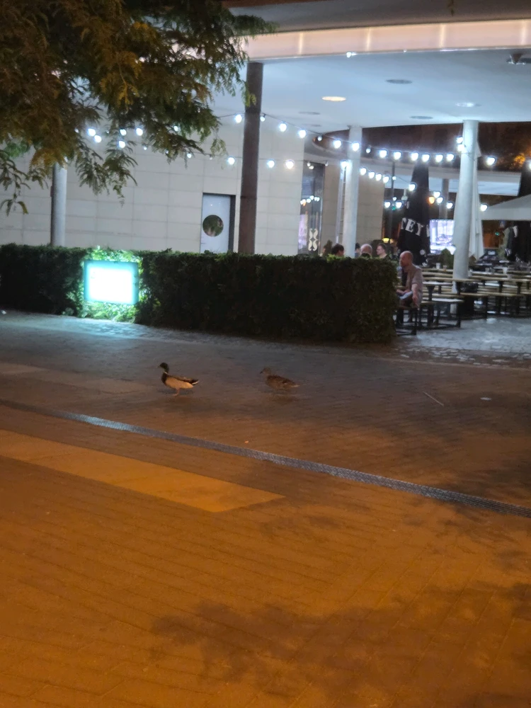 GIF uploaded by ZsZs
