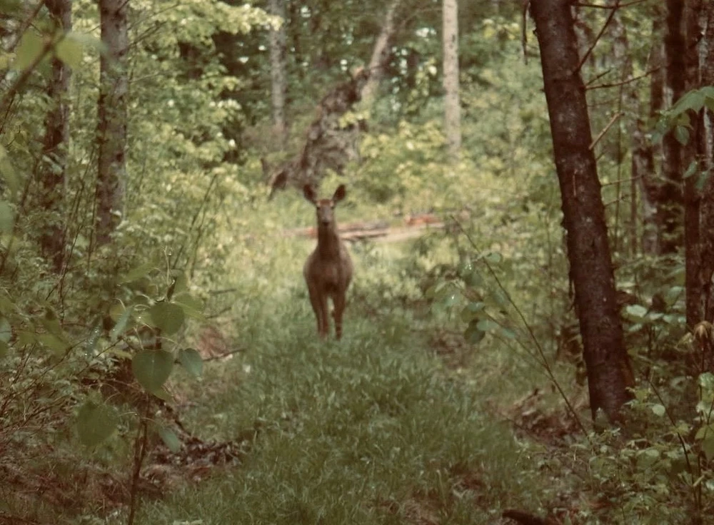 GIF uploaded by Louis