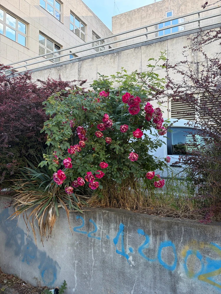 Image uploaded by L