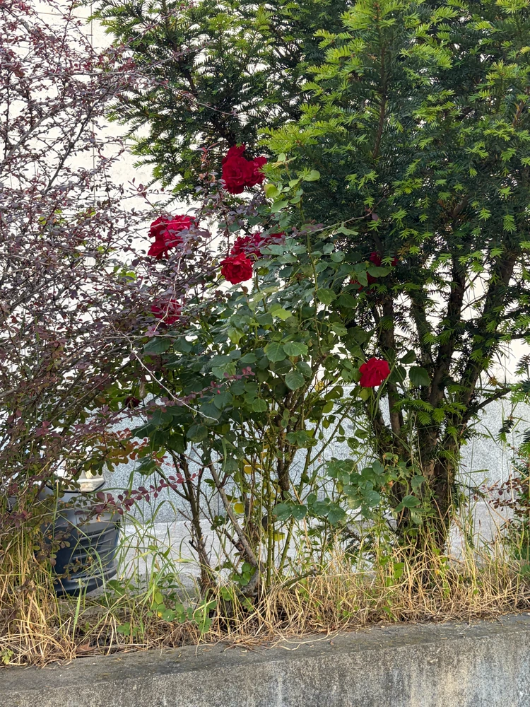 Image uploaded by L
