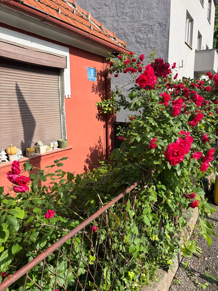 Image uploaded by L
