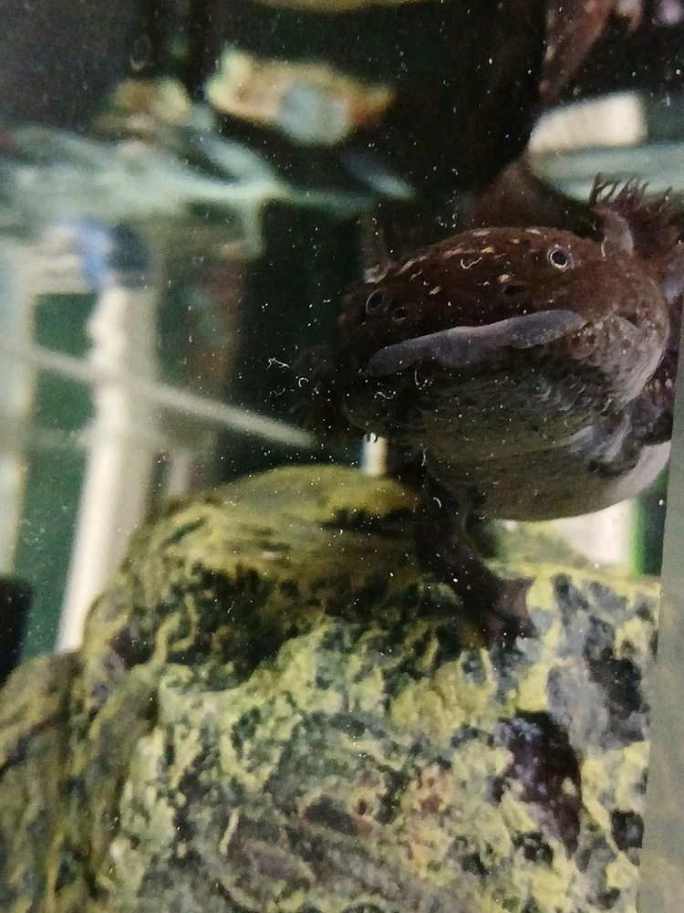 GIF uploaded by Charles Rollins III