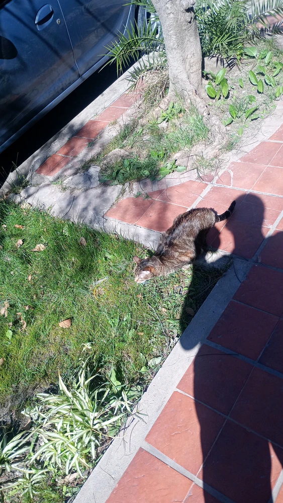 GIF subido por Fan