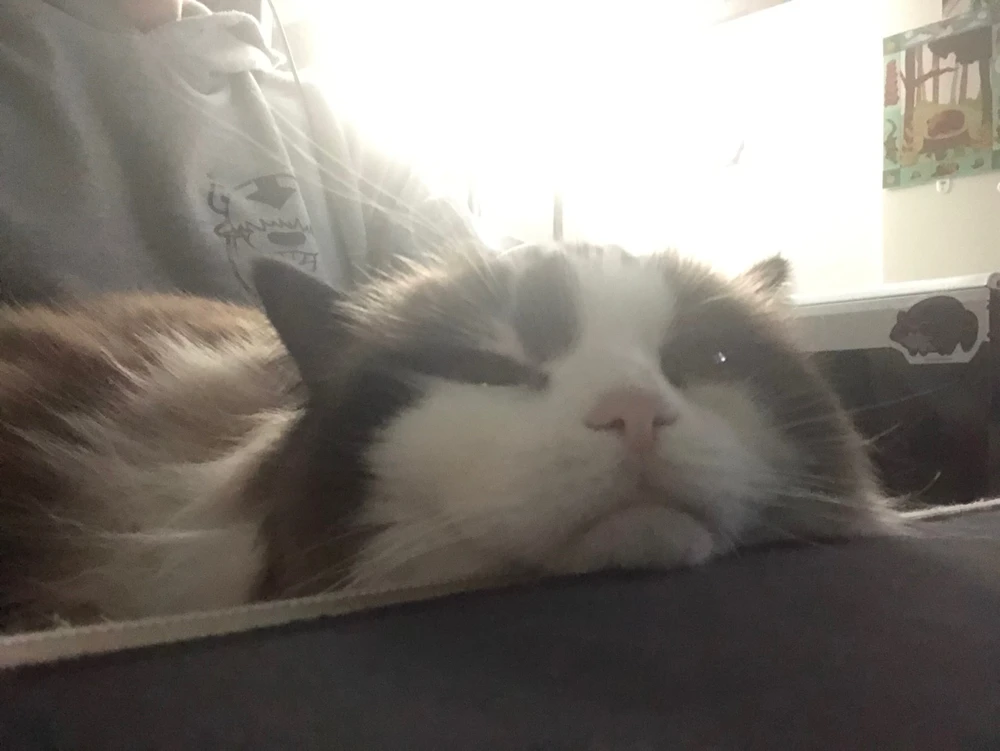 GIF uploaded by Moose
