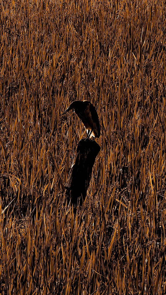 GIF uploaded by Rumi