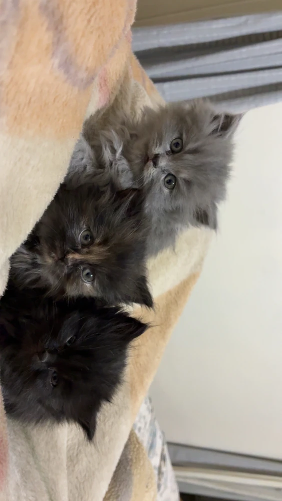GIF uploaded by Rudraksh