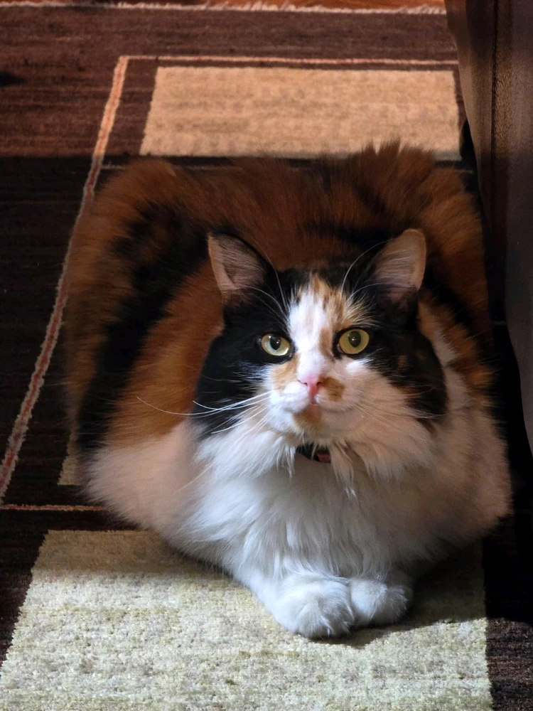 GIF uploaded by Antonino