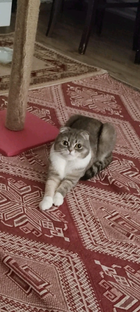 Baran tarafından yüklenen görsel