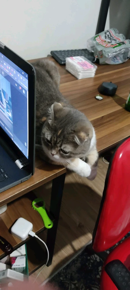 Baran tarafından yüklenen görsel
