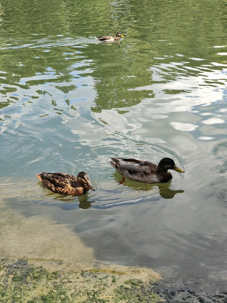 GIF uploaded by Emanuele