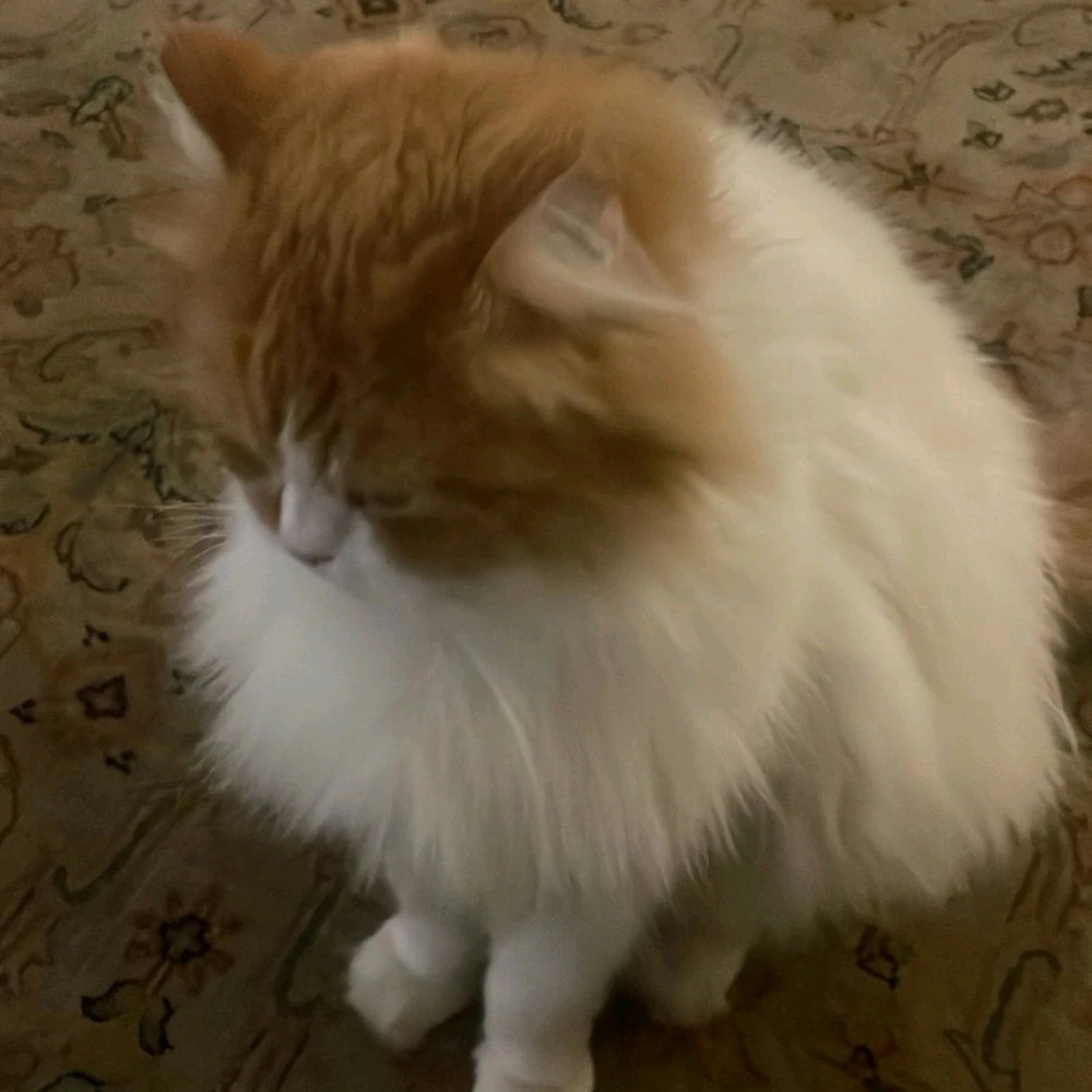 GIF uploaded by S