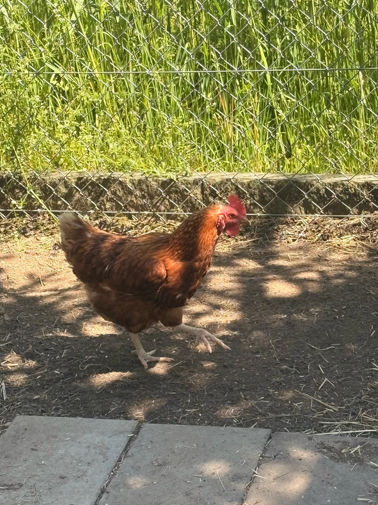 Image uploaded by ℳ𝒾𝒹𝓃𝒾𝑔𝒽𝓉