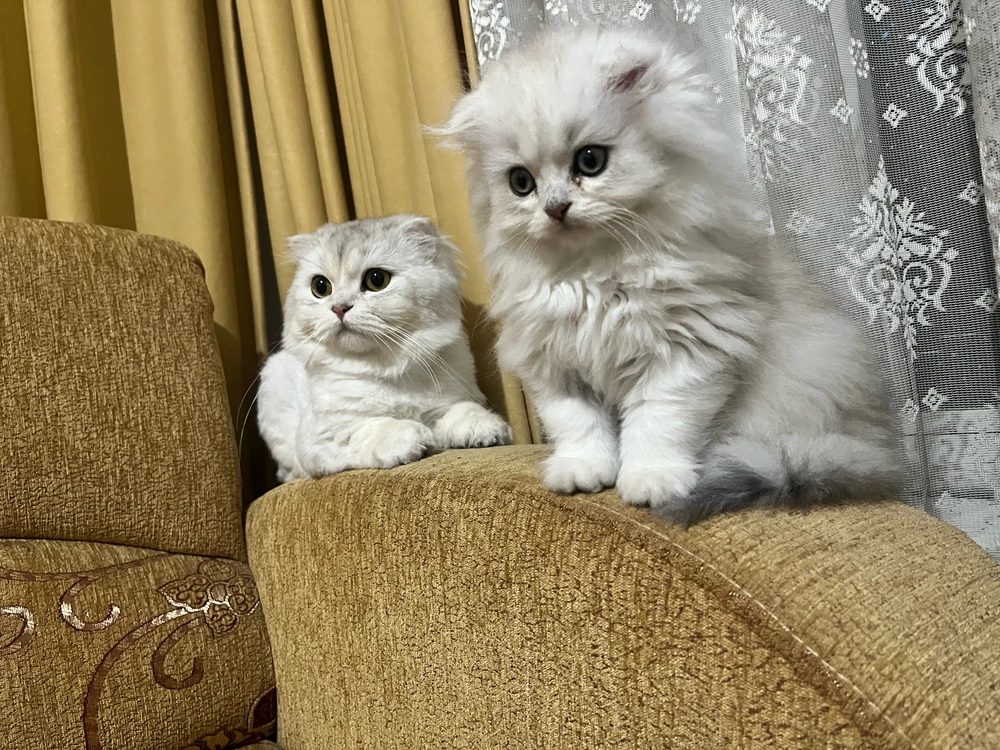 Aytekin tarafından yüklenen GIF