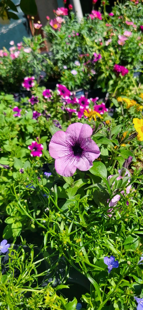 Image uploaded by Mar