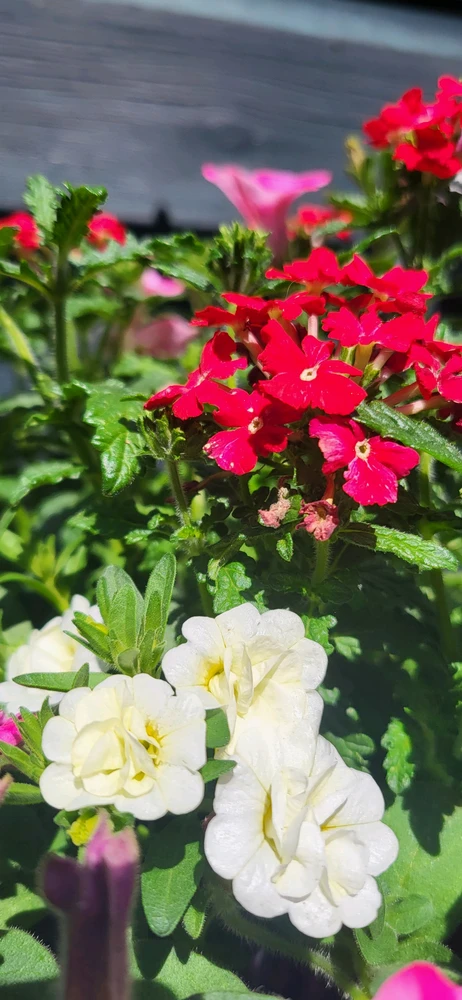 Image uploaded by Mar