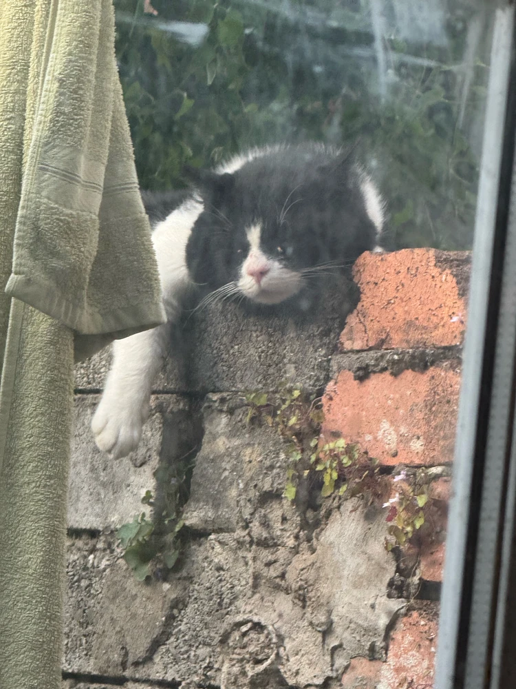 GIF tí Aman gbé sókè