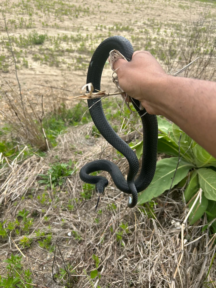 Image uploaded by Sinclair