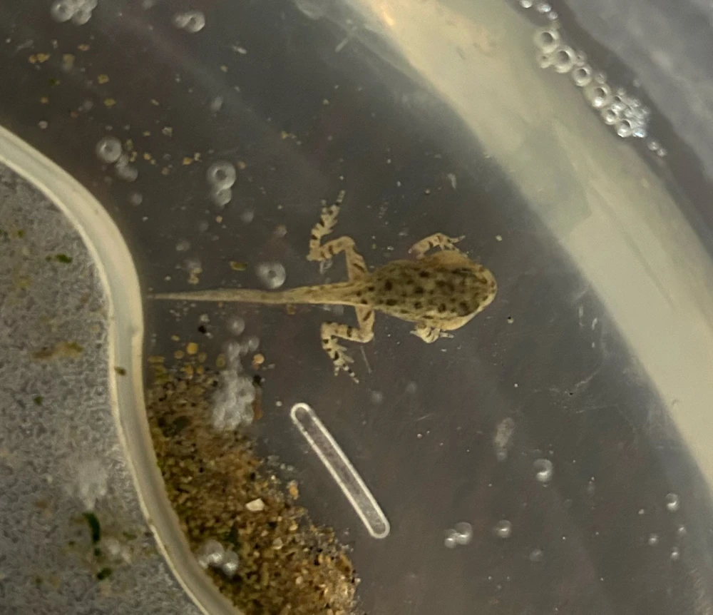 Possible hypomelanistic American toad metamorph. Found in a vernal pool at Hueston Woods. Will post updates.