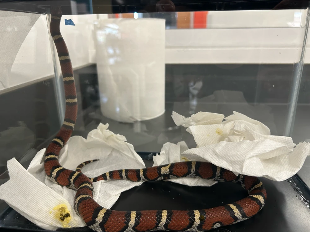 My personal pet. Will be moved to a 40 gallon breeder terrarium and will post updates. Her name is Temporalis.
