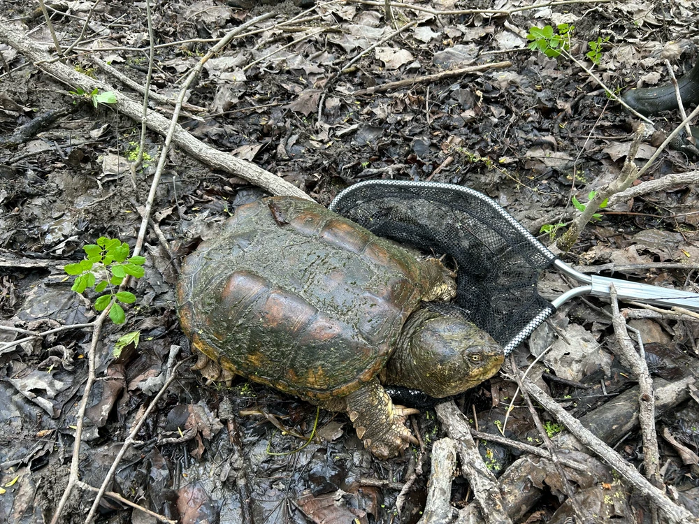Had to have been the largest turtle I ever caught!
