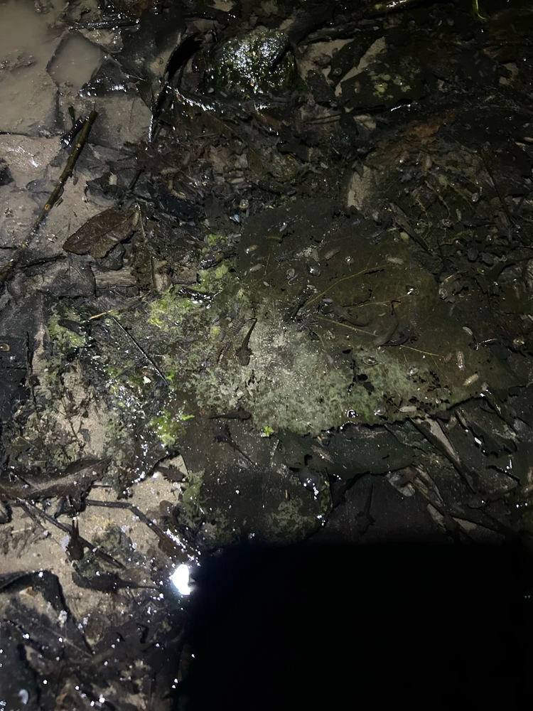 If I had to guess, maybe Jefferson/unisex salamander metamorphs but I am terrible at identifying larval stages