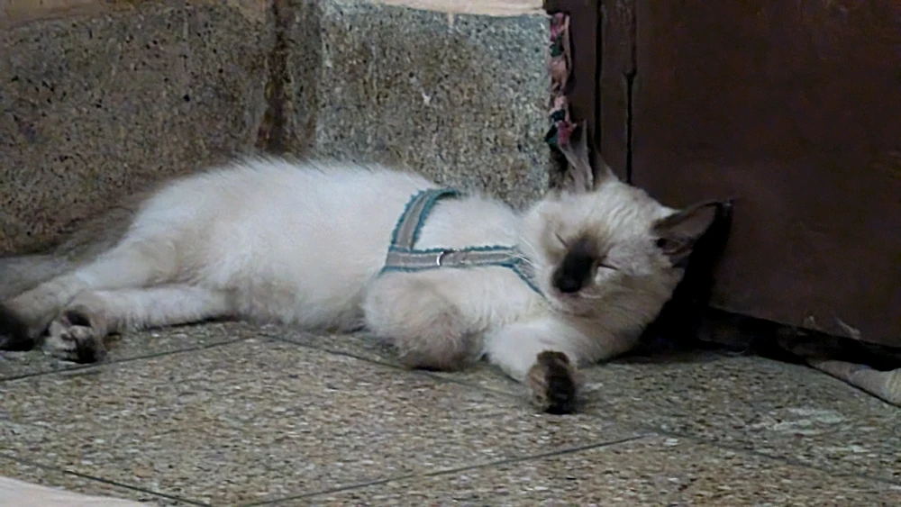 Image uploaded by Tab
