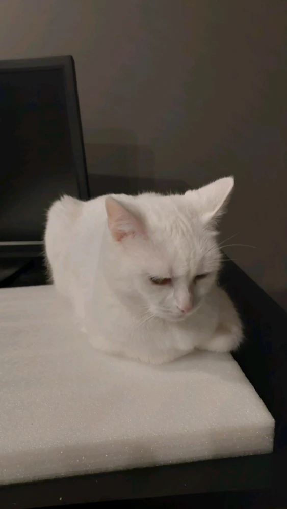 GIF na in-upload ni Maniak