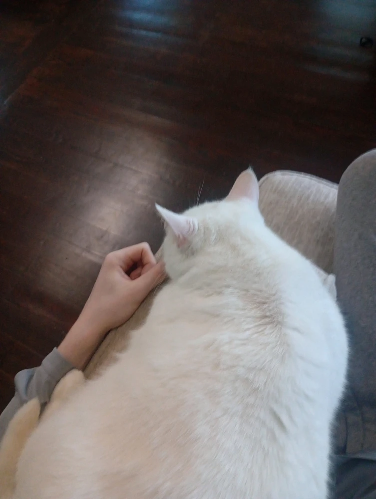 GIF uploaded by Trichinas