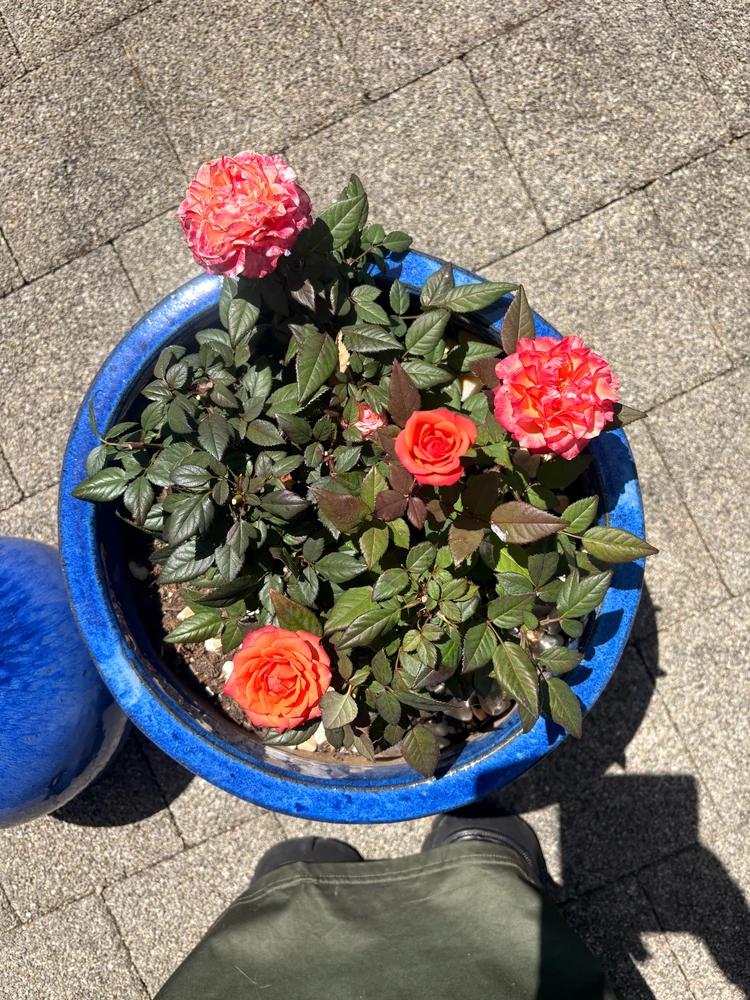 GIF uploaded by ℳ𝒾𝒹𝓃𝒾𝑔𝒽𝓉