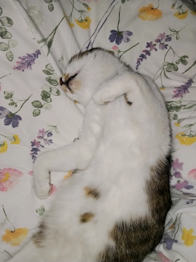 Piró által feltöltött GIF