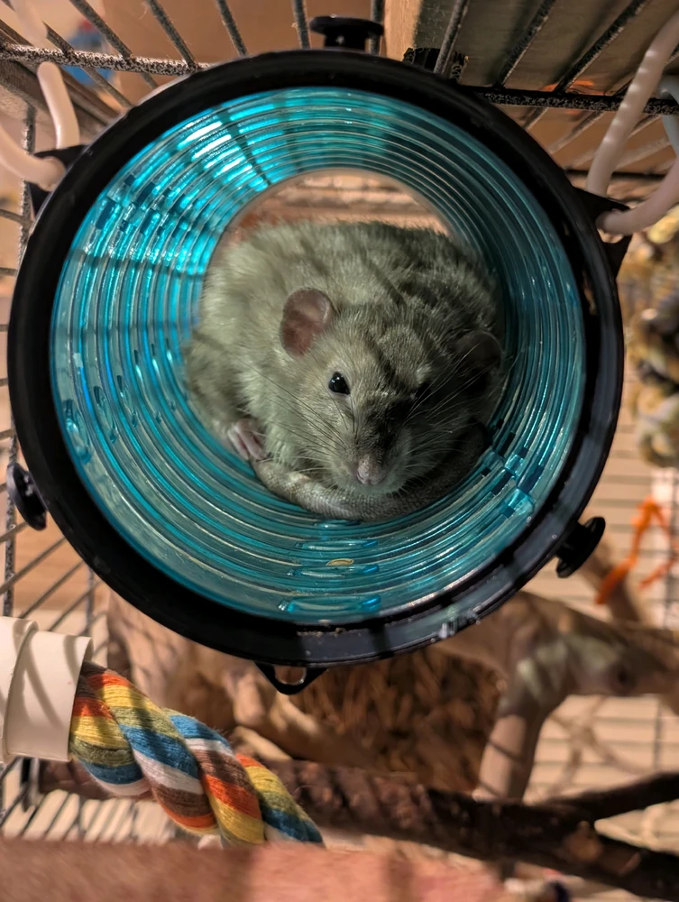 Monty