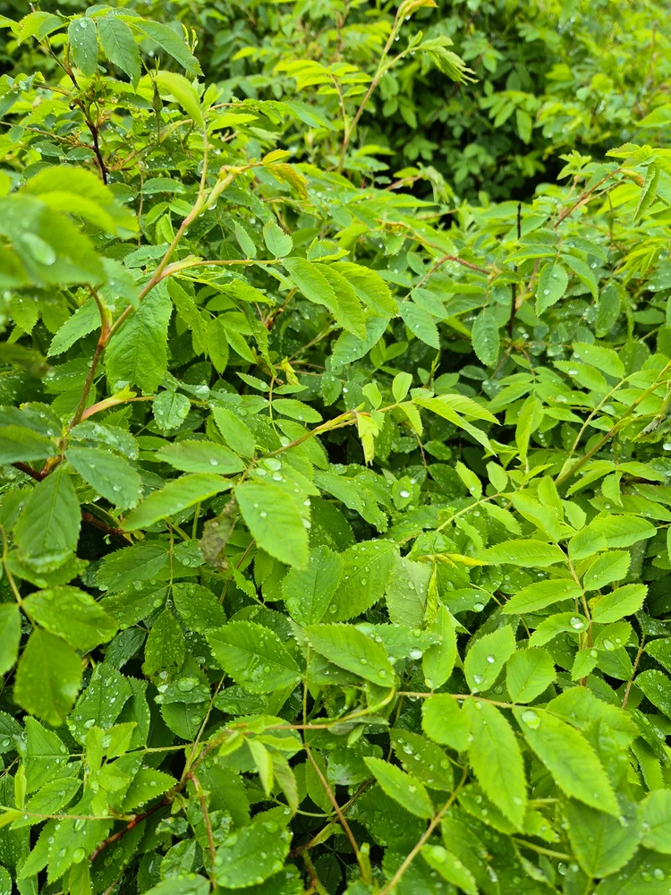 Image uploaded by A≠IČKA