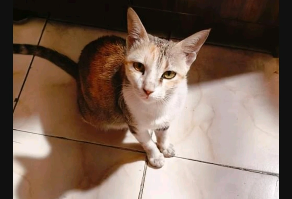 GIF uploaded by Udit Shukla