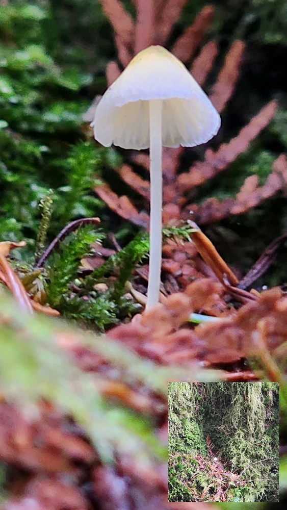 genus Mycena among moss and pine needles, with an inset photo to help show just how tiny it was
