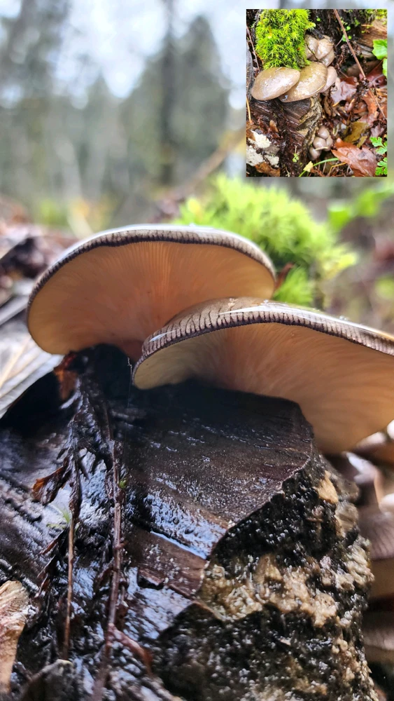 Mukitake or Late Fall Oyster