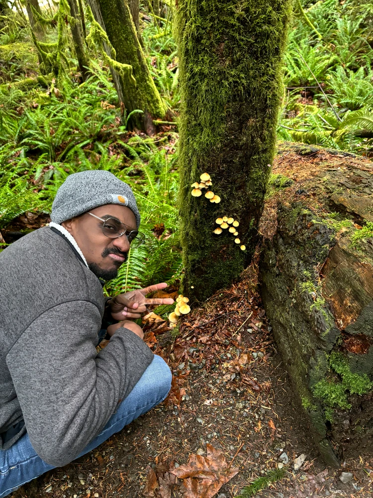 I think these are Honey mushrooms