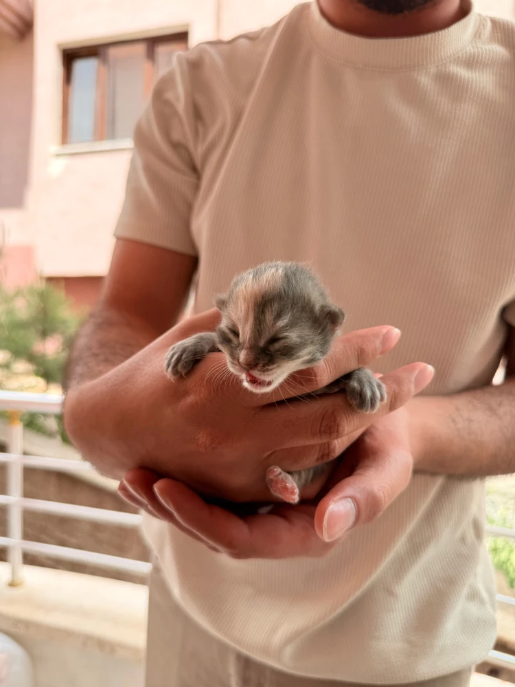 Arda tarafından yüklenen GIF