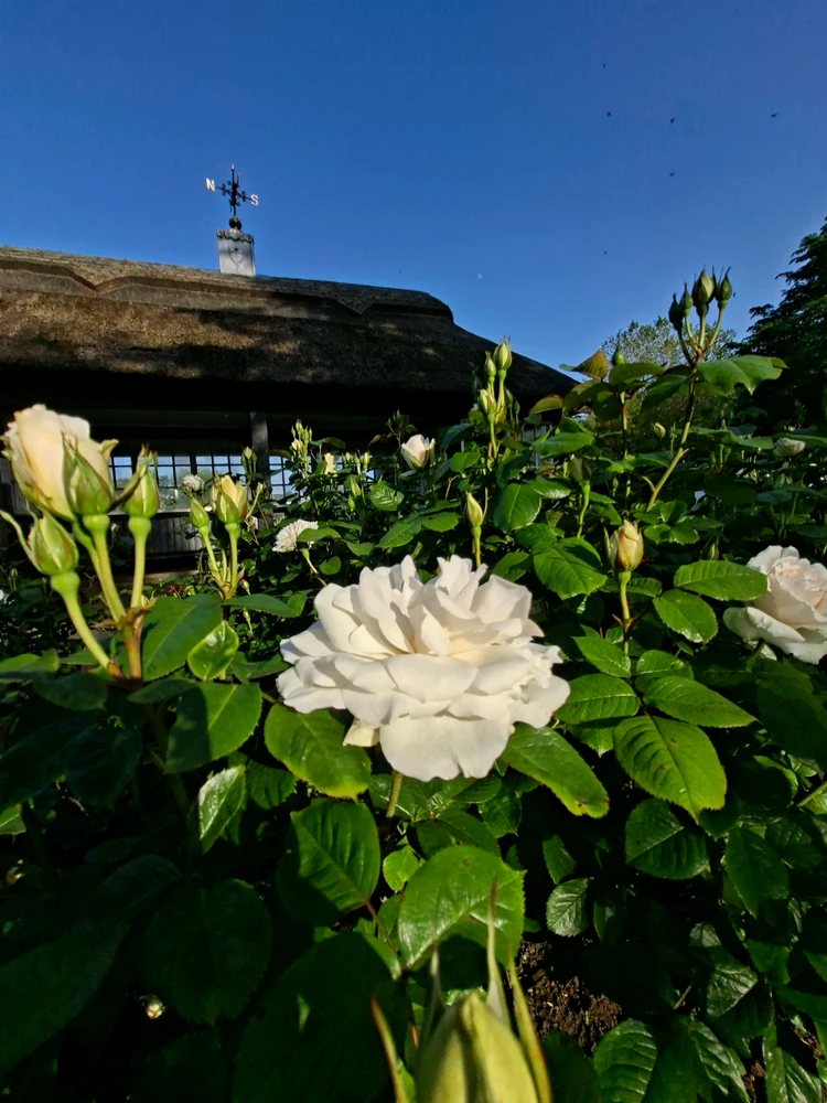 Image uploaded by Pj