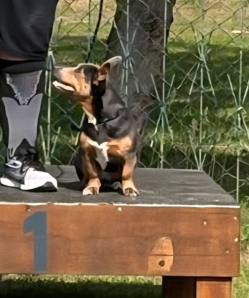 Bild hochgeladen von Devil