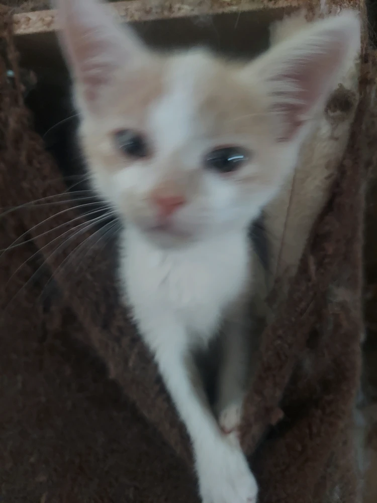 Image uploaded by Saria