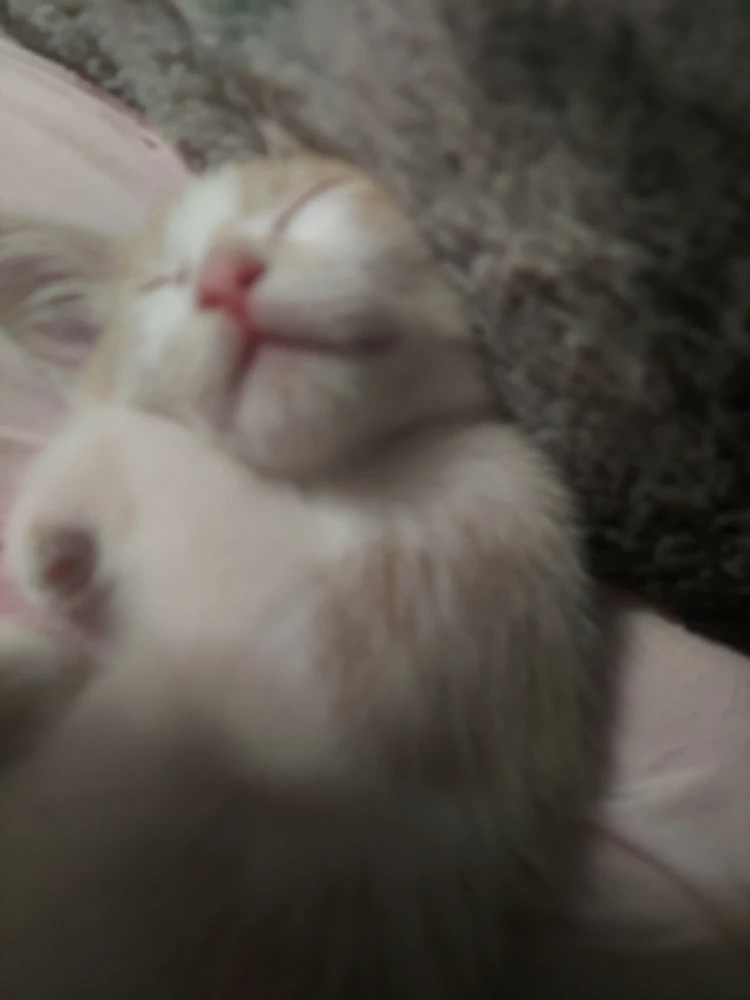 Image uploaded by Saria