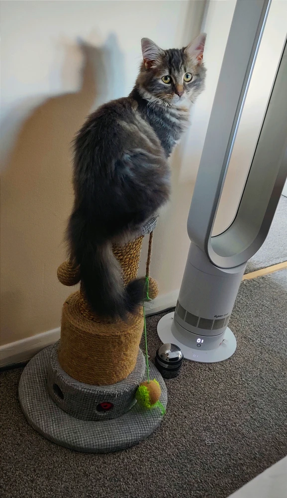 GIF uploaded by Andy(bearded ginger)