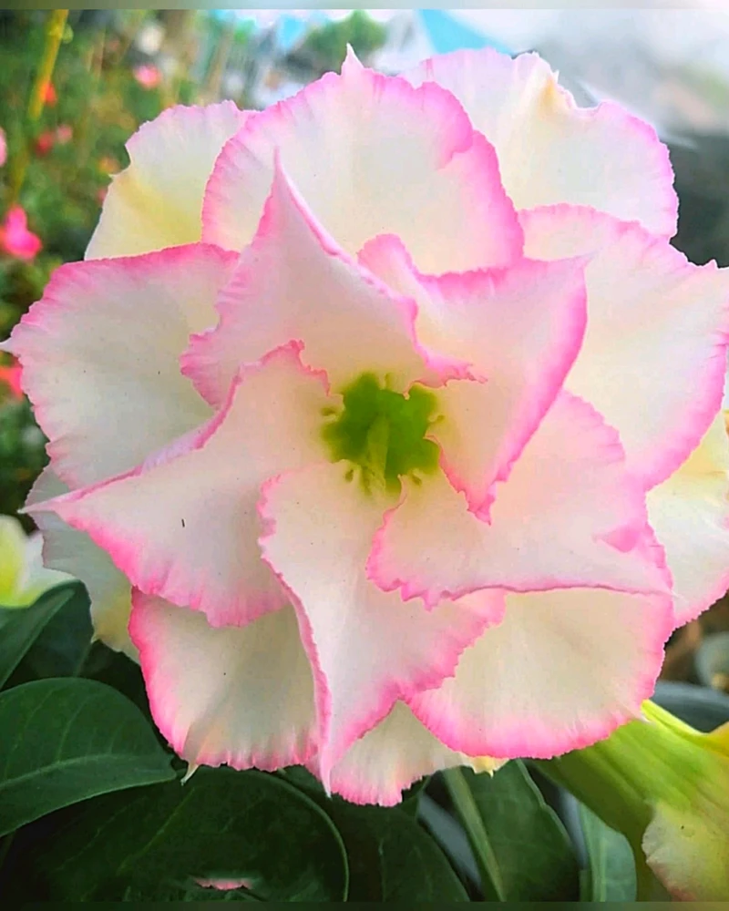 Image uploaded by Rak