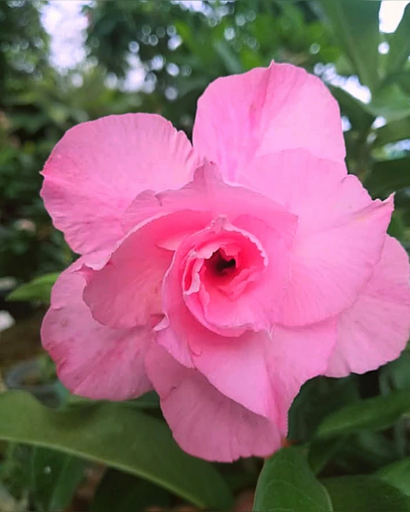 Image uploaded by Rak