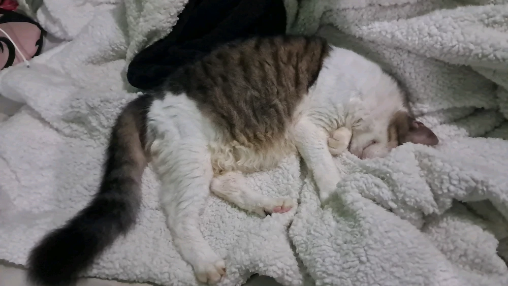 GIF uploaded by Thamyres