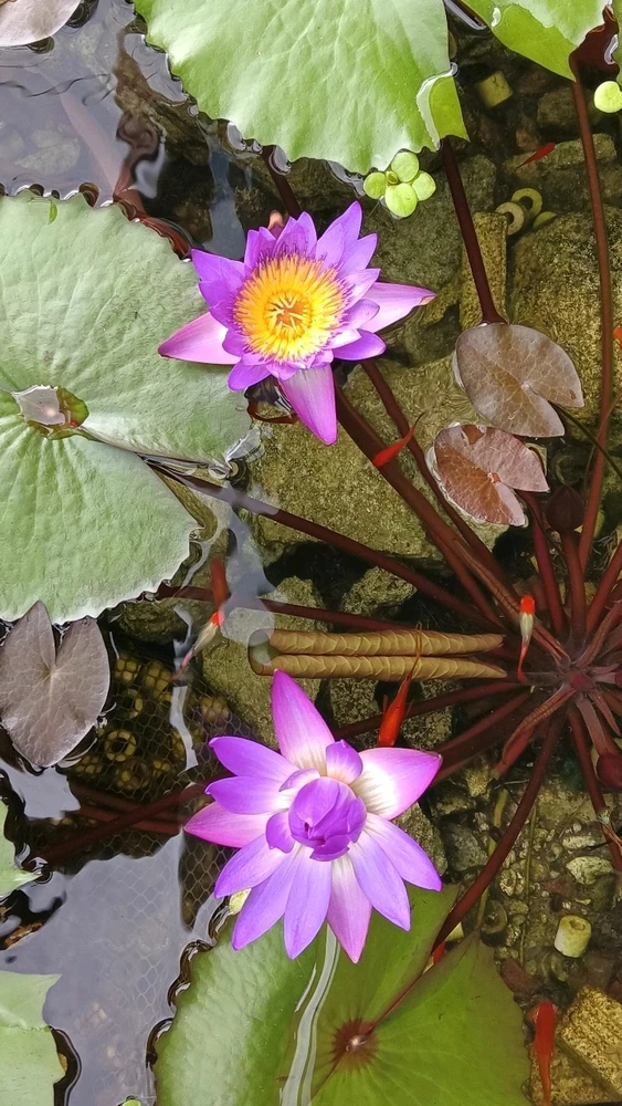 GIF uploaded by Savi