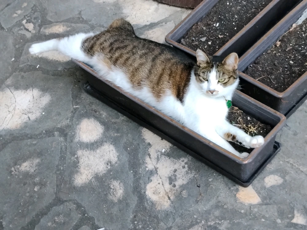 Piró által feltöltött GIF