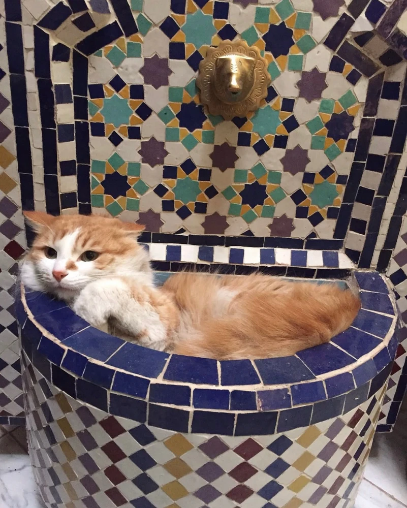 Image uploaded by mohcein